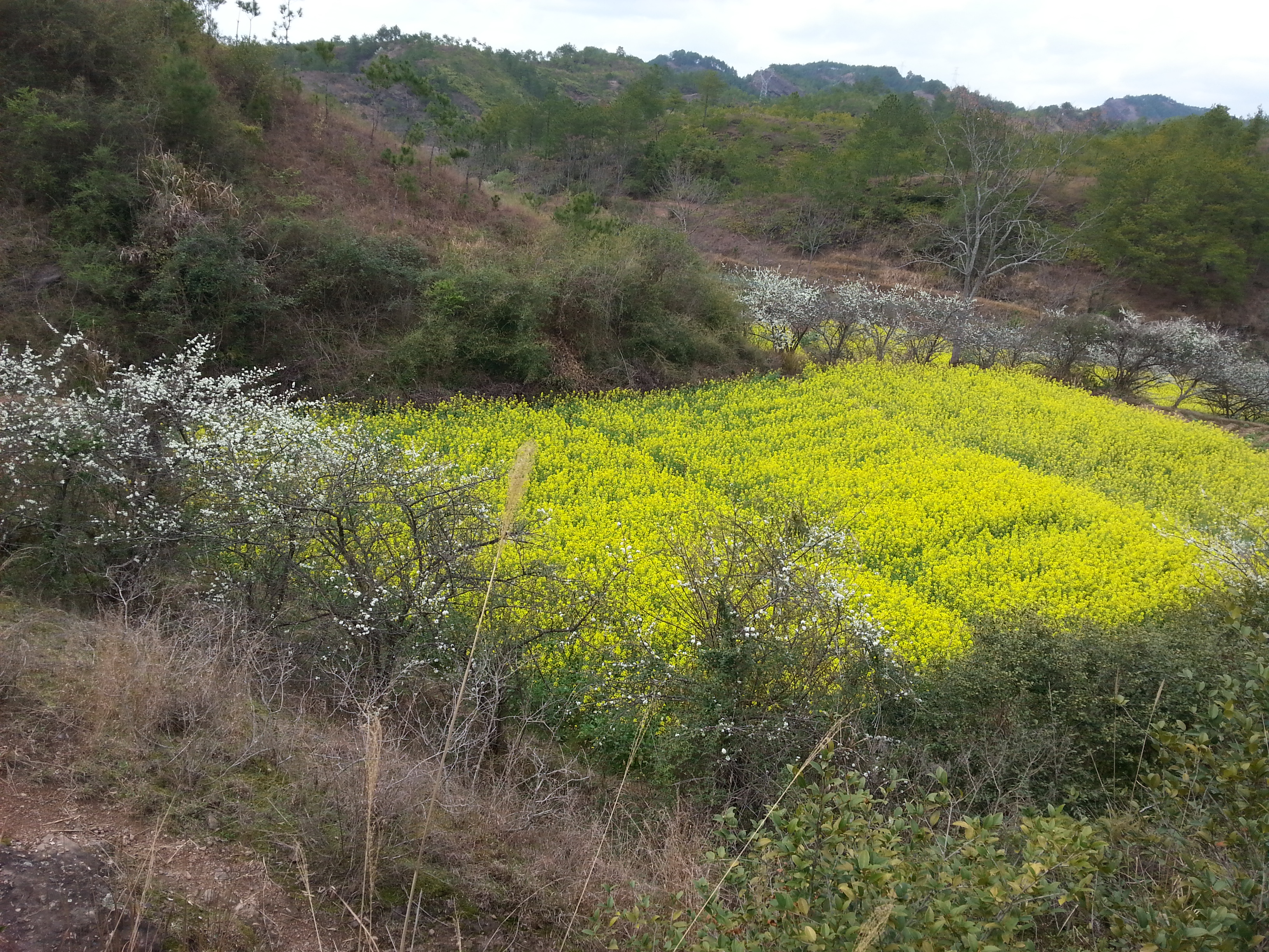 家乡的油菜花，比颐和园的迎春花漂亮多了-:)
